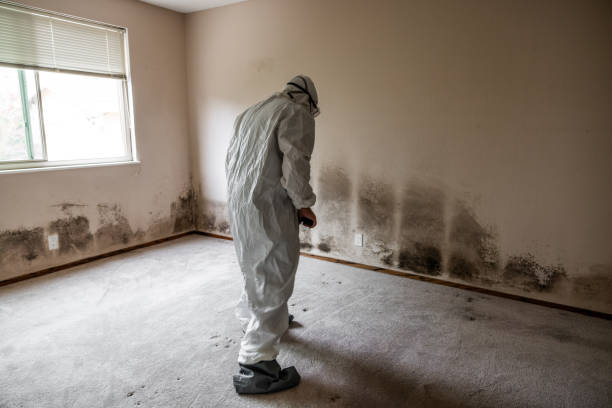 Professional Mold Removal in Gastonia, NC